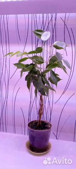 Фикус бенджамина плетеный