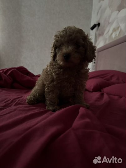 Той-пудель мини