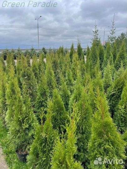 Туя Смарагд extra