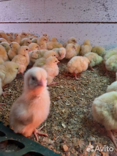 Цыплята подрощенного бройлера