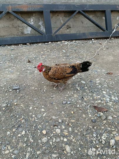 Китайские куры