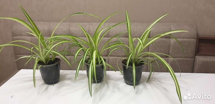 Хлорофитум