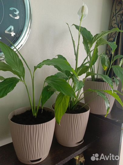 Спатифиллум