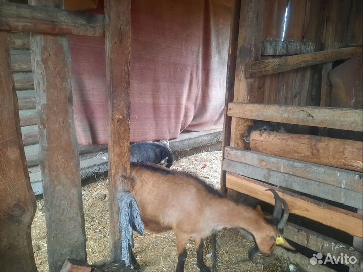 Козы,козлята