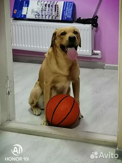 Лабрадор. Вязка