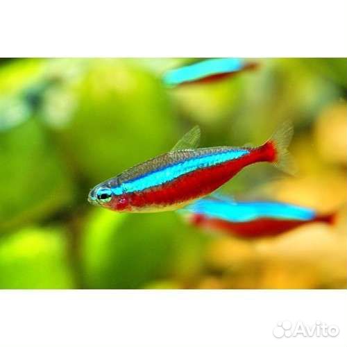 Аквариумная рыбка Неон голубой и красный