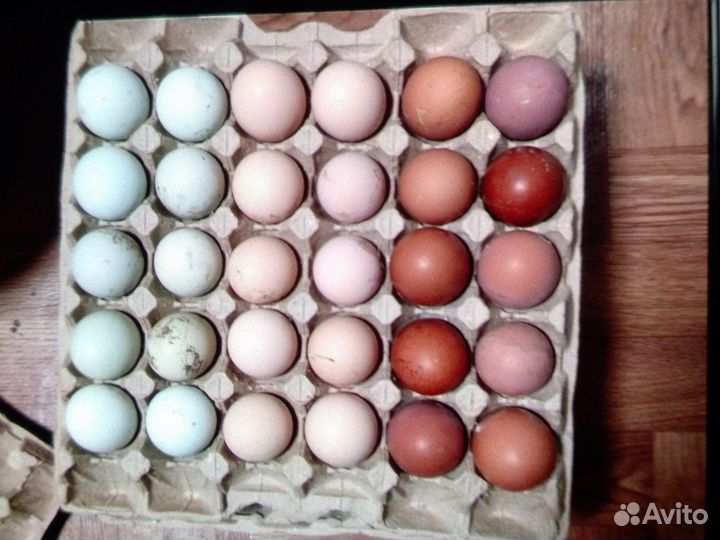 Цыплята несушки подрощенные