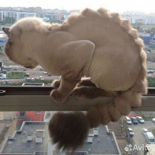 В отпуске. Стрижка котов. Груминг домаш.животных