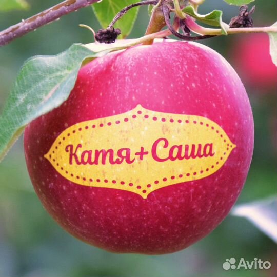 Яблоки на праздник