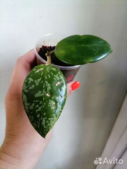 Хойи разные