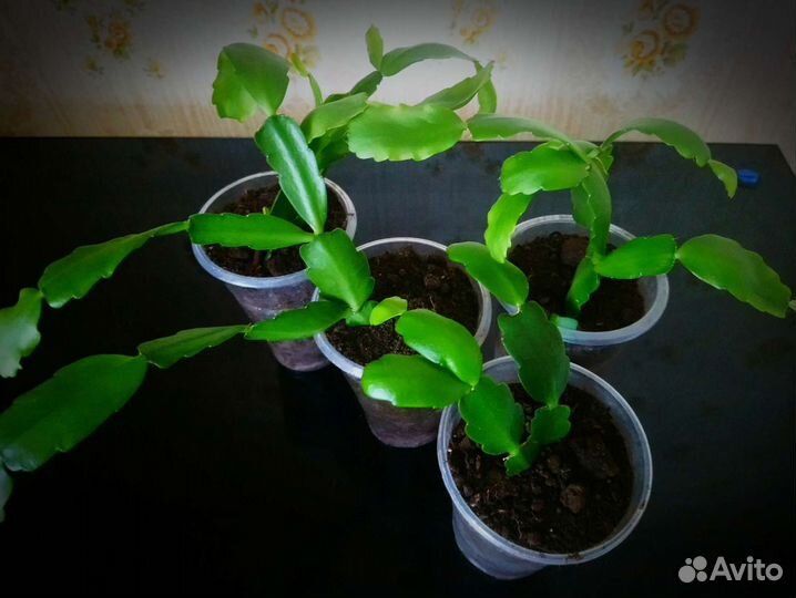 Шлюмбергера / 