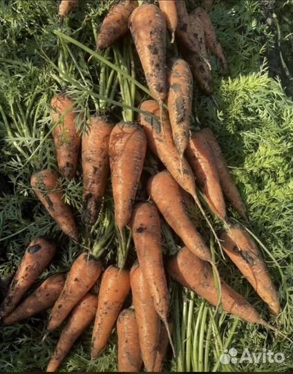 Овощи оптом