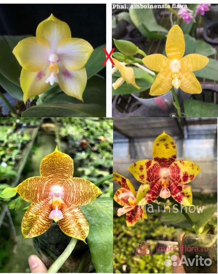 Орхидея фаленопсис, 7 сортов