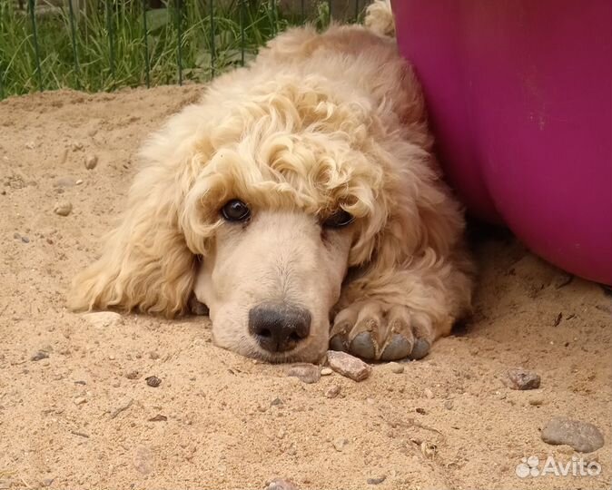 Щенки большого пуделя