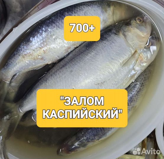 Сельдь Залом с/с 700+. Филе сельди