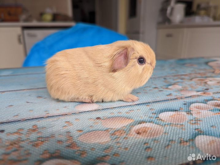 Морские свинки из Tutti-Frutti