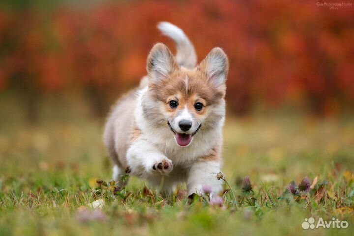 Фотограф-анималист, фотосъемка щенков, собак