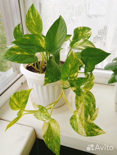 Сциндапсус (Лиана)