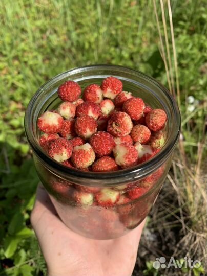 Ягода полевая