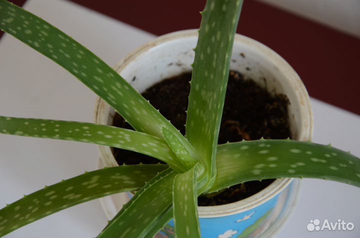 Алоэ вера, Хлорофитум