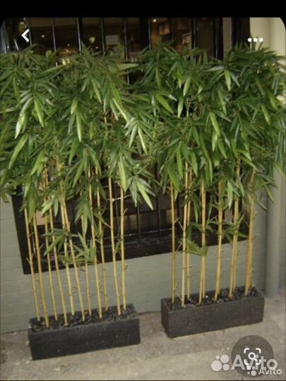 Искусственное дерево бамбук