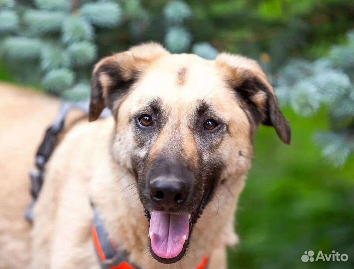 Красивый пёс Вайт ищет дом