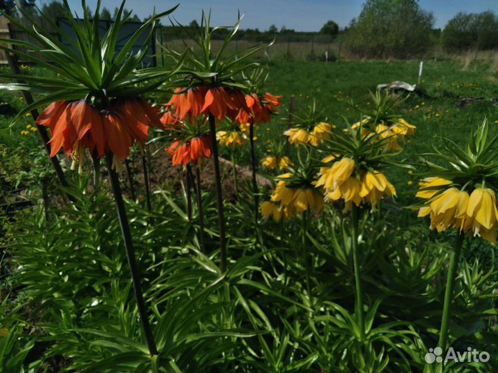 Рябчик императорский