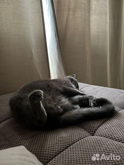 Британский кот