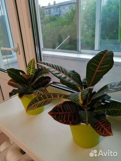 Кодиеум кротон