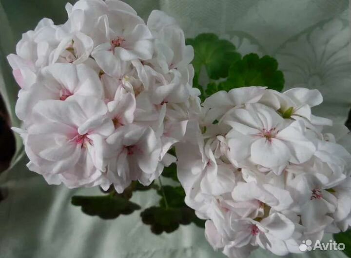 Tamara пеларгония