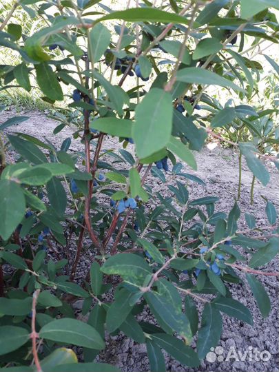 Саженцы жимолости