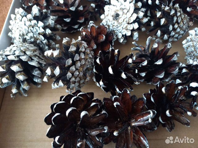 10шт.Красивые,сосновые шишки,лакированные,серебро