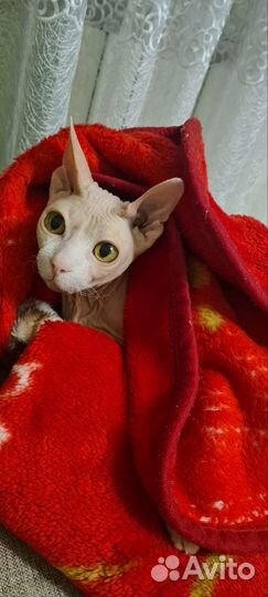 Передержка для кошек