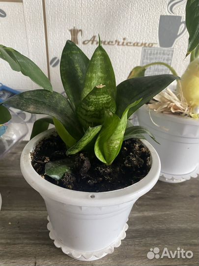 Комнатные цветы