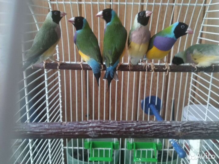 Амадины гульда