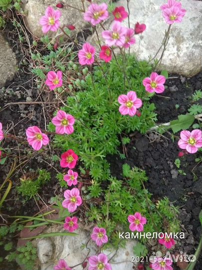 Красивоцветущие почвопокровные