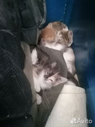 Котята в добрые руки