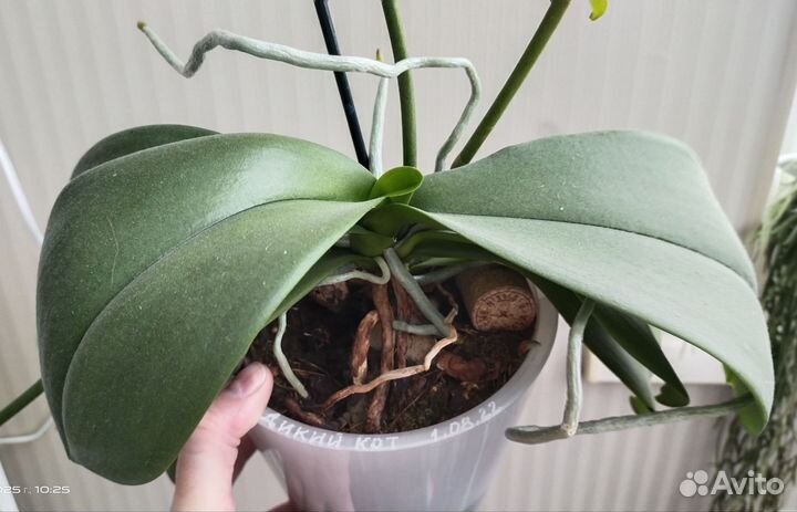 Орхидея фаленопсис дикий кот