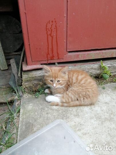 Отдаём котят только в хорошие руки