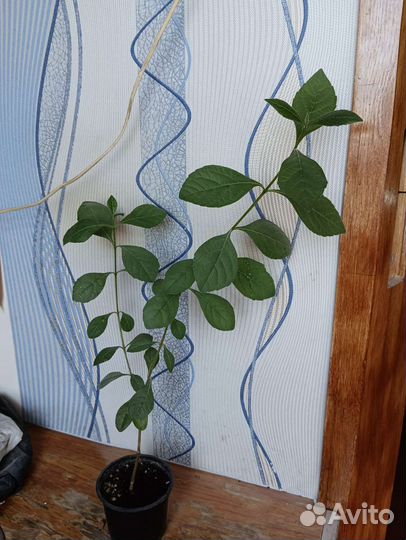 Клеродендрум