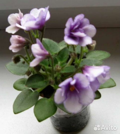 Листы фиалок свежий срез