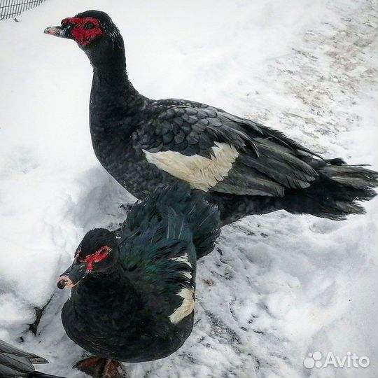 Индоутята лаванда