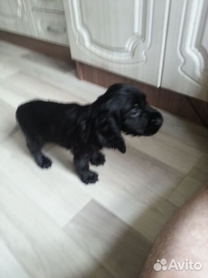 Щенки спаниеля