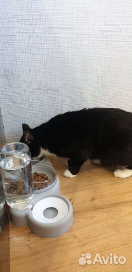Автопоилка для кошек, кормушка, чашка для корма