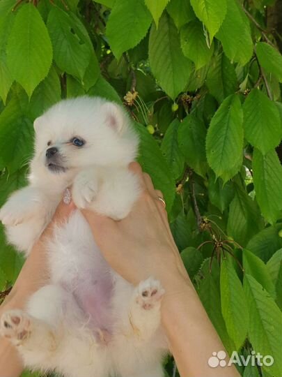 Померанский шпиц мини девочка