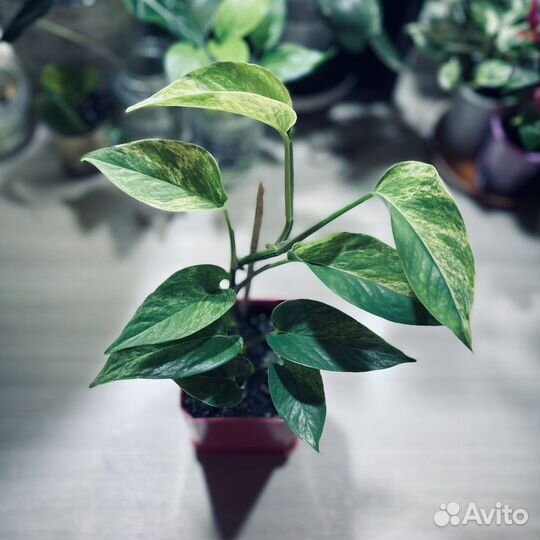 Сциндапсус эпипремнум марбл квин