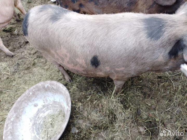 Продам свиней и свиноматок и хряк и поросят