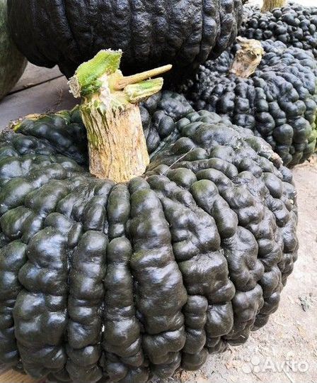 Семена тыквы