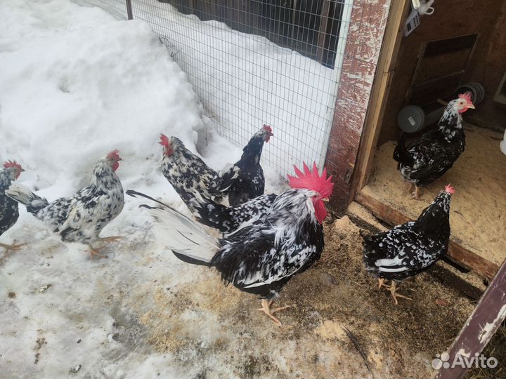 Инкубационное яйцо Леггорн