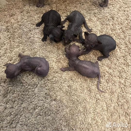 Котята сфинкс